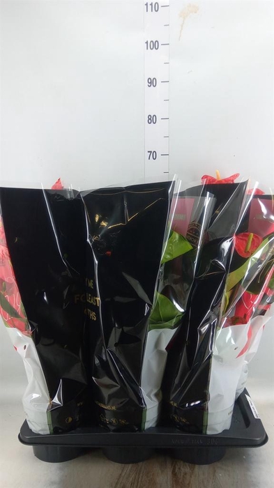 <h4>Anthurium andr. 'Madural'</h4>
