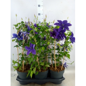 Clematis  'Garland'   ...