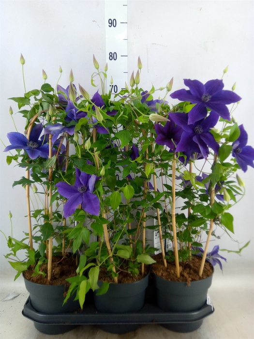 <h4>Clematis  'Garland'   ...</h4>
