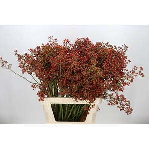 Rozenbottel Autumn Rosefruits gold
