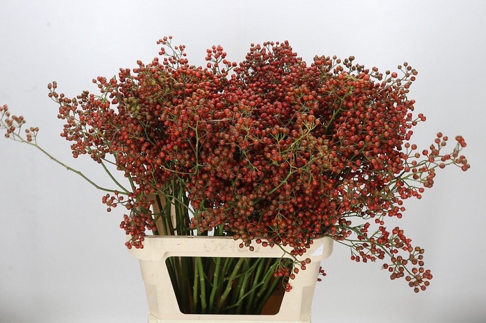 <h4>Rozenbottel Autumn Rosefruits gold</h4>