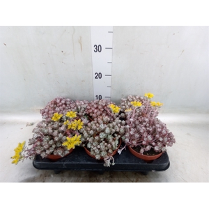 Sedum spathulifolium 'Cape Blanco'