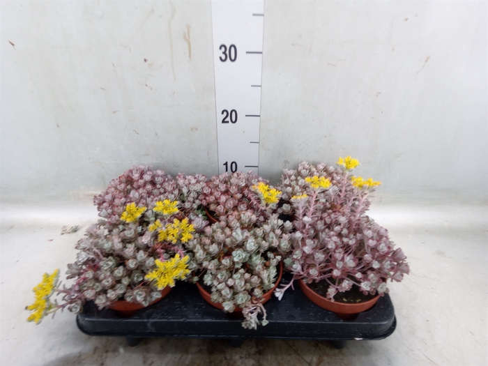 <h4>Sedum spathulifolium 'Cape Blanco'</h4>