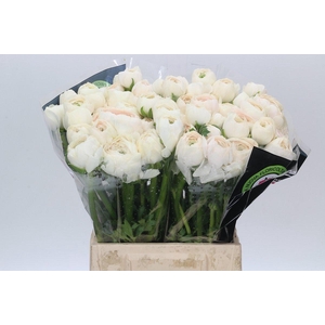 Ranunculus Clooney Hanoi