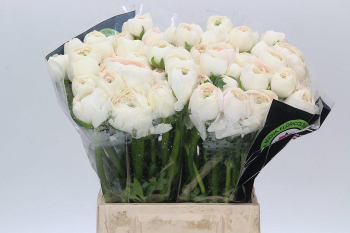 <h4>Ranunculus Clooney Hanoi</h4>