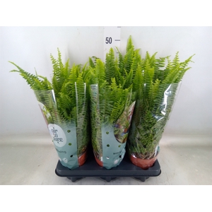 Nephrolepis exal. 'Green Lady'