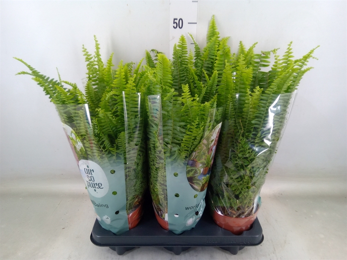 <h4>Nephrolepis exal. 'Green Lady'</h4>