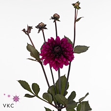 Dahlia Purple Flame