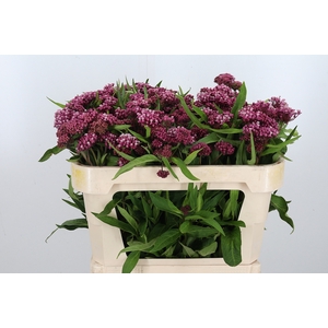 Asclepias Cinderella