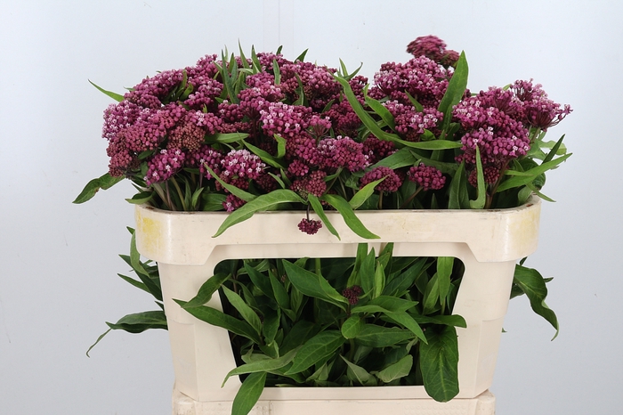 <h4>Asclepias Cinderella</h4>