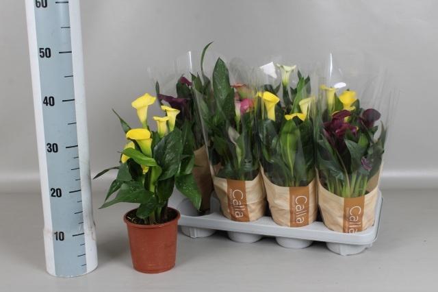 <h4>ZANT GEM 6 KL</h4>