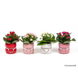 KALANCHOE BLOSSFELDIANA 'MINI'