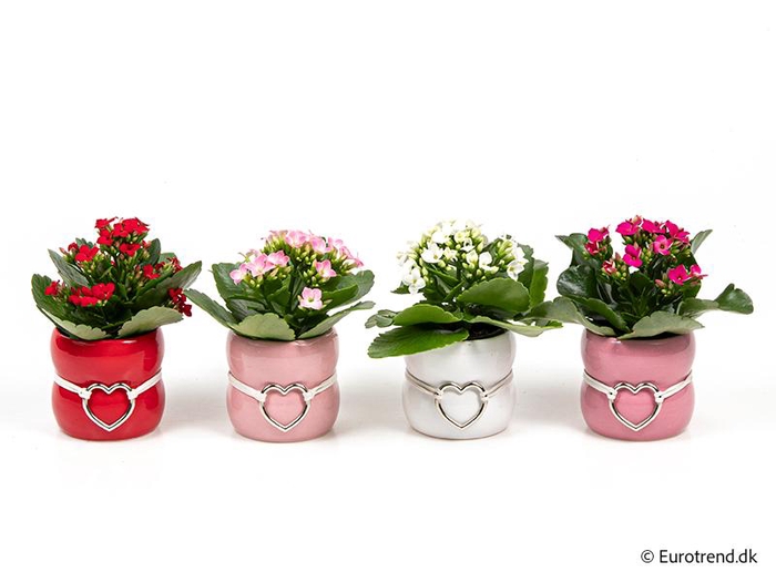 <h4>KALANCHOE BLOSSFELDIANA 'MINI'</h4>