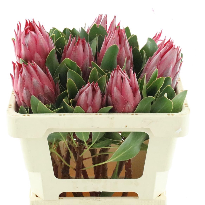 <h4>Protea Cy Madiba</h4>