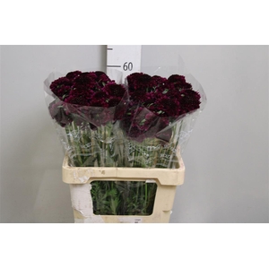 Scab At Red Velvet Scoop