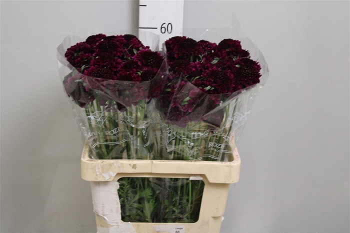 <h4>Scab At Red Velvet Scoop</h4>