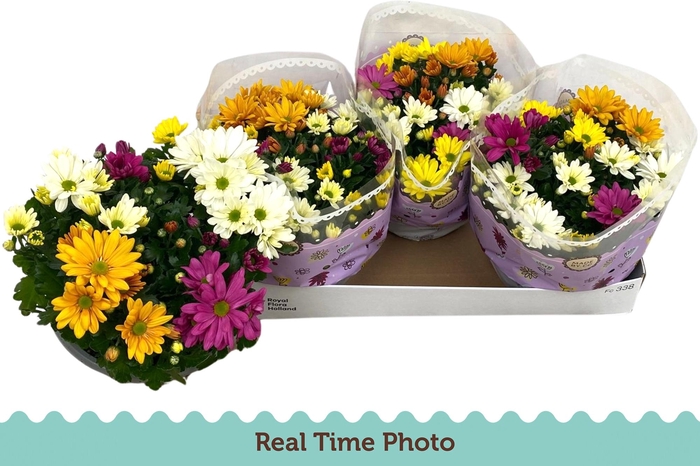 <h4>CHRYS GEM IN POT</h4>