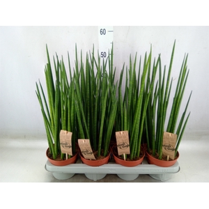 Sansevieria bacularis