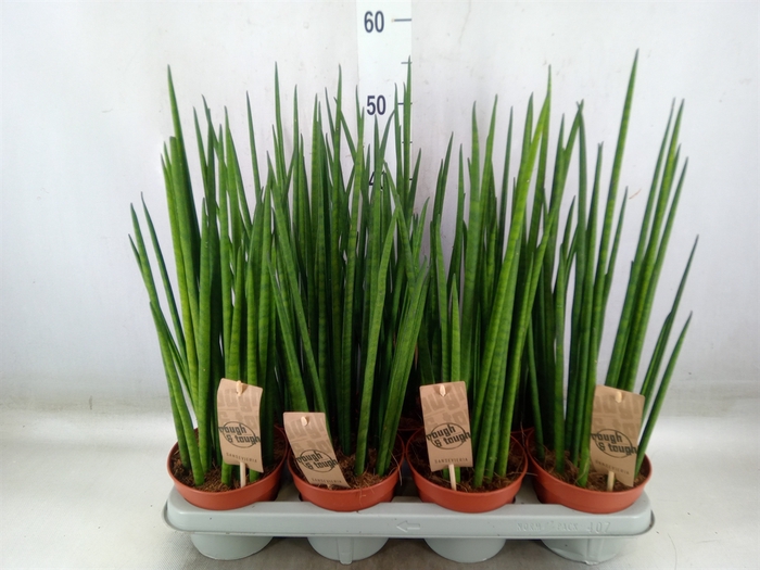 <h4>Sansevieria bacularis</h4>