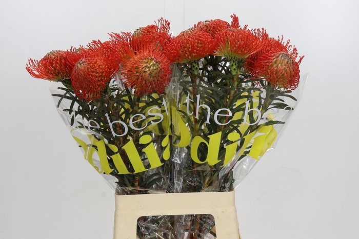 <h4>Nutans Succession</h4>