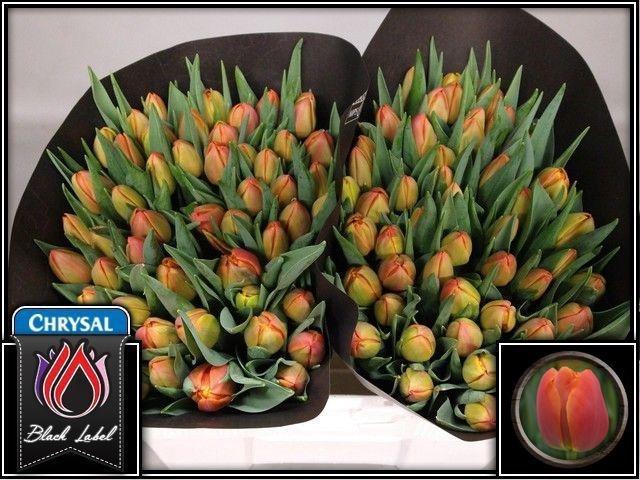 <h4>TU DU ICOON</h4>