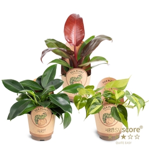 Philodendron Collection p 11