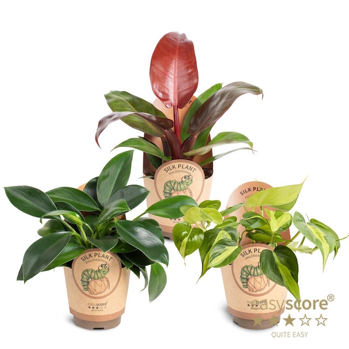 <h4>Philodendron Collection p 11</h4>