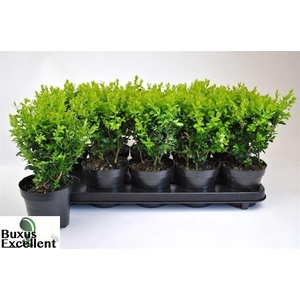 BUXU SEMPERVIRENS