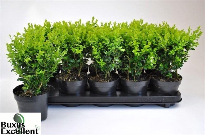 <h4>BUXU SEMPERVIRENS</h4>