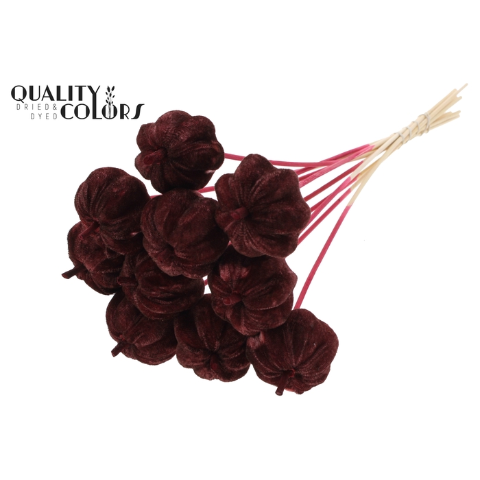 <h4>Velvet Pumpkin Ø6cm on stem Burgundy</h4>