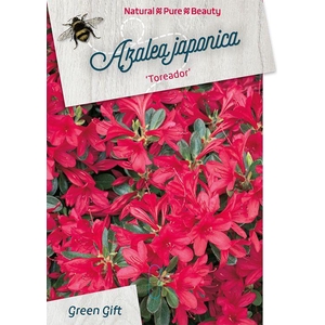 Rhodo. (AJ) 'Toreador' pink