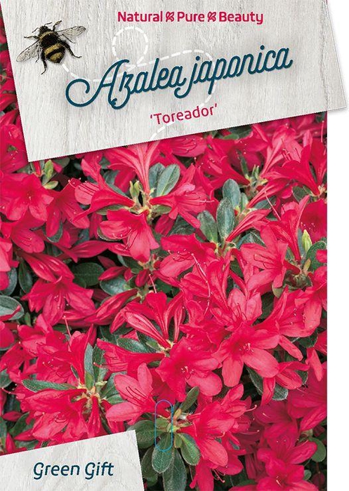 <h4>Rhodo. (AJ) 'Toreador' pink</h4>