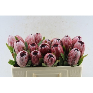 Protea Pink Ice