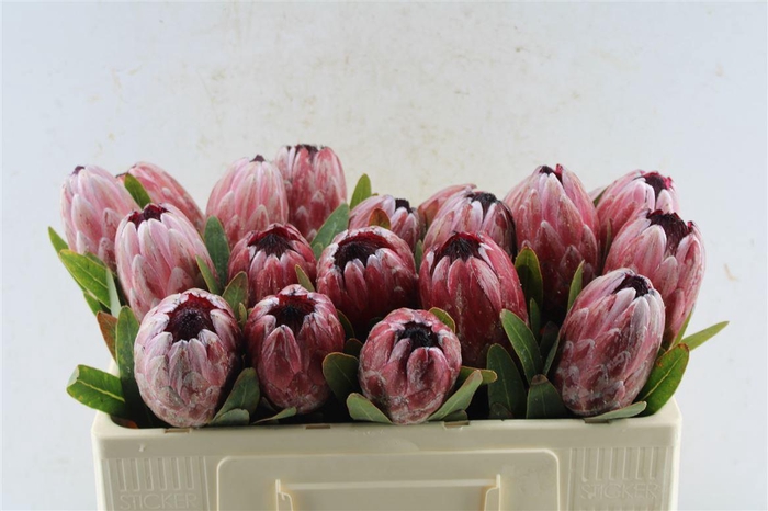 <h4>Protea Pink Ice</h4>
