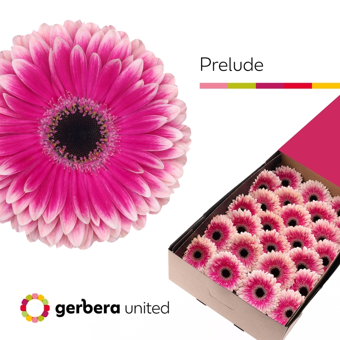 <h4>Gerbera Prelude Doos</h4>