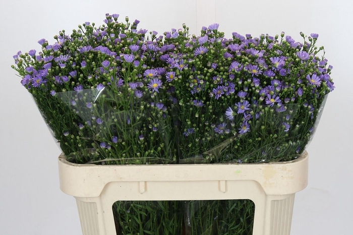 <h4>AST CASSANDRA</h4>