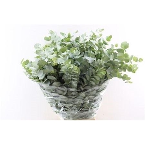 EUC CINEREA PER BOS