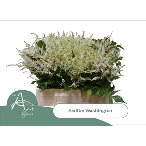 ASTIL JA WASHINGTON