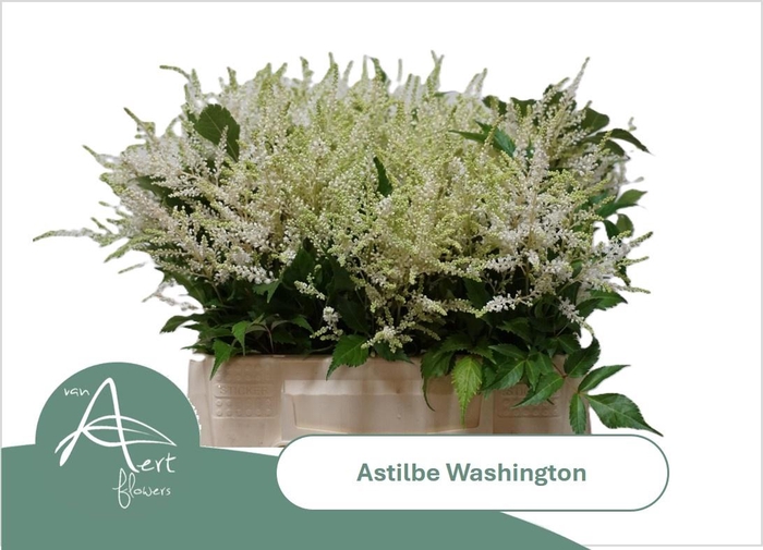 <h4>ASTIL JA WASHINGTON</h4>