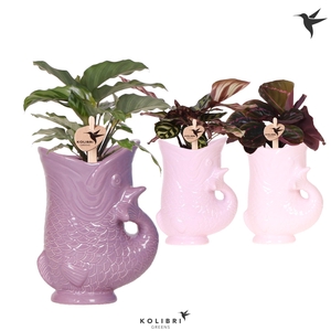Kolibri Greens Calathea mix in Fish pot lila mix