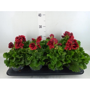 Pelargonium gran.   ..