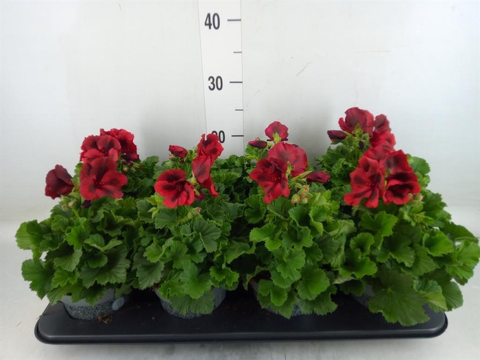 <h4>Pelargonium gran.   ..</h4>