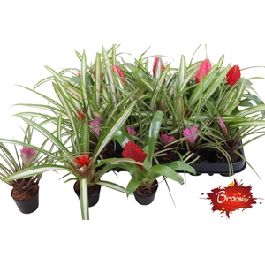 BROMELIA GEM