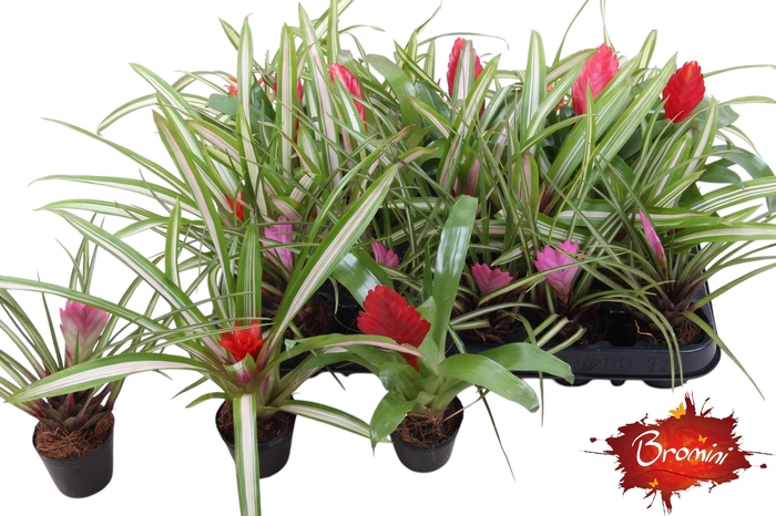 <h4>BROMELIA GEM</h4>