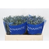 Eryngium Blue Dynamite