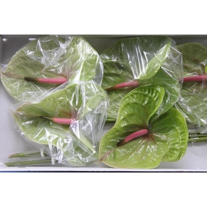 Anth A Pistache X 10