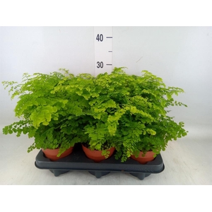 Adiantum raddi. 'Fritz-Luthi'