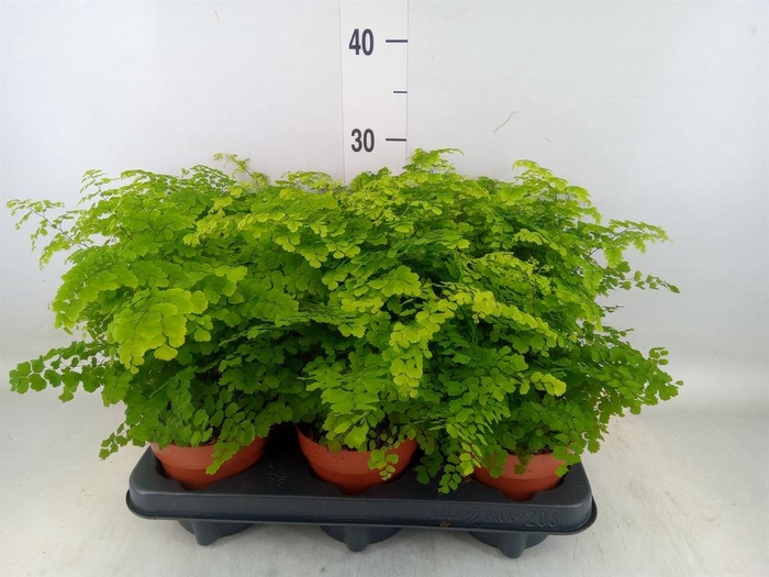 <h4>Adiantum raddi. 'Fritz-Luthi'</h4>