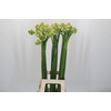 Ornithogalum saundersiae