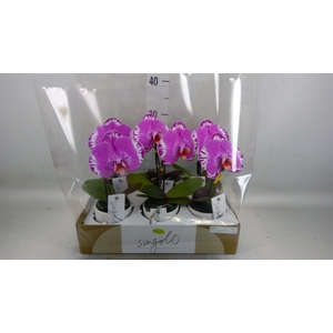 Phalaenopsis   ...